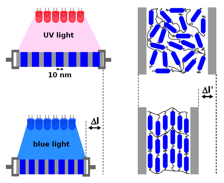 Photo-elasticity in a nanoporous medium